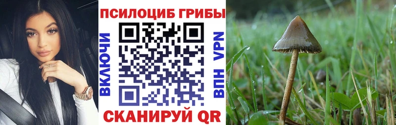 закладки  Евпатория  Галлюциногенные грибы Psilocybe 